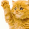 mims_
