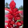 [SaLViA]