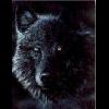 BlackWolfBG
