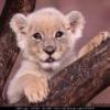 lionking-music