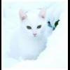 didi_93