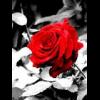 roza18