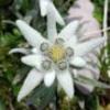 edelweiss