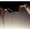 showgirl