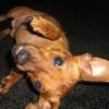 dog34