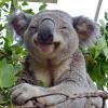 koalka